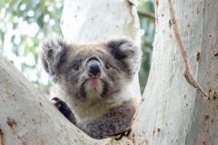 01-Koala in Tower Hill Wildlife Reserve